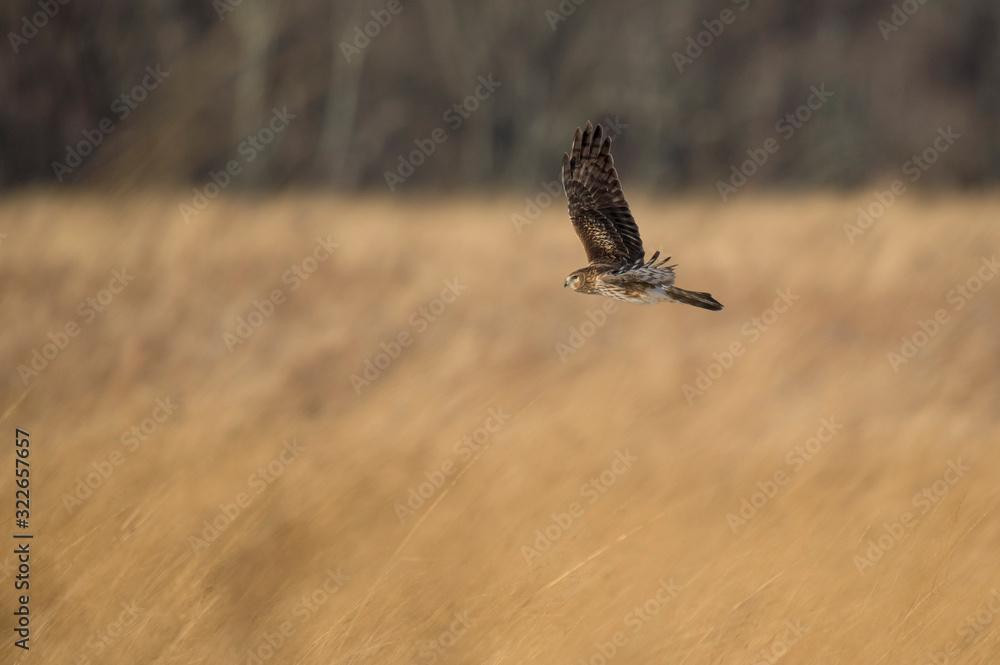 Obraz premium A Northern Harrier flies over an open field with a tree background in the winter on a bright sunny day.