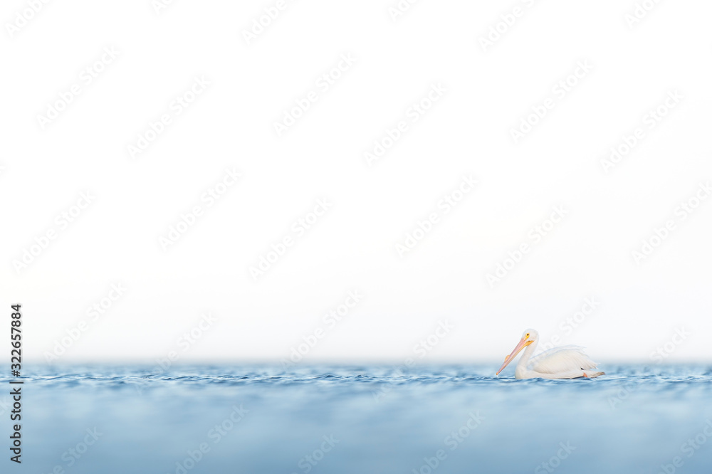 American White Pelican floating on bright blue water with a wide open white sky. American White Pelican floating on bright blue water with a wide open white sky.