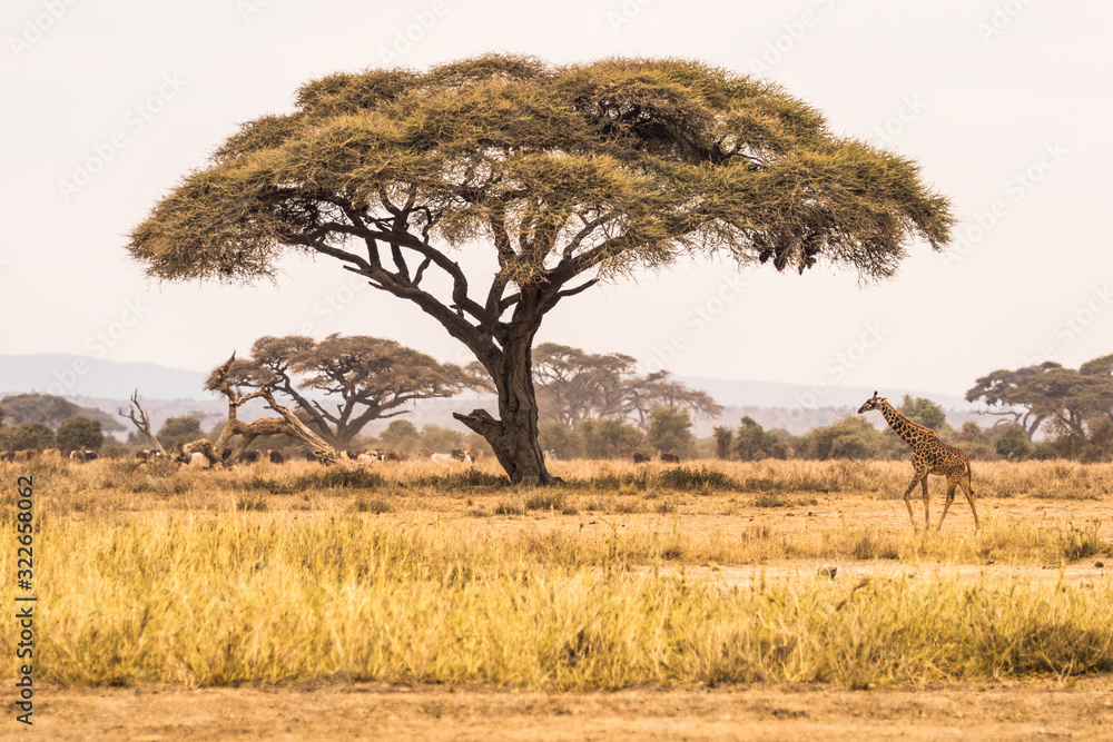 Obraz premium Giraffe Makes His Trek Home