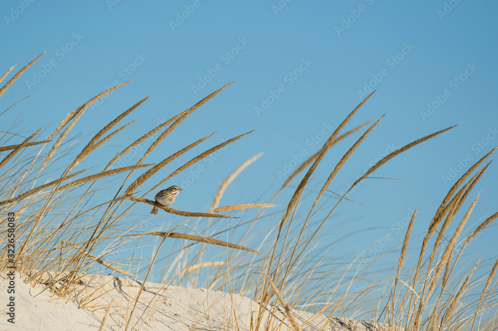 A Savannah Sparrow perched in dune grasses on the beach with a bright blue sky on a sunny day. A Savannah Sparrow perched in dune grasses on the beach with a bright blue sky on a sunny day.