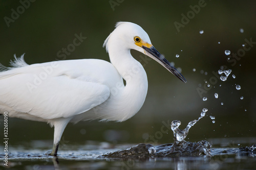 A Snowy Egret stalks the shallow water in search of food with a dark smooth background. © rayhennessy