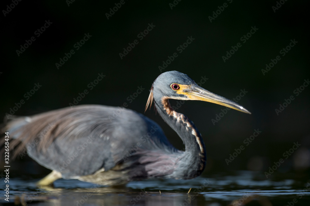 A Tricolored Heron stalks the shallow water in the early morning sun with a dark background and dramatic lighting. A Tricolored Heron stalks the shallow water in the early morning sun with a dark background and dramatic lighting.