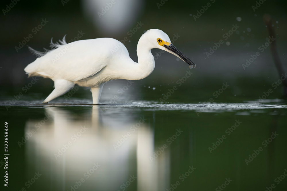 Obraz premium A Snowy Egret stalks the shallow water in search of food with a dark smooth background.