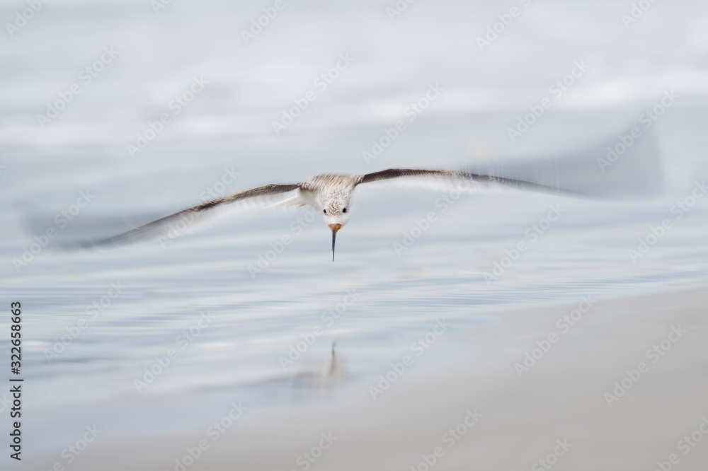 A motion blurred juvenile Black Skimmer flying low over the shoreline in soft overcast light. A motion blurred juvenile Black Skimmer flying low over the shoreline in soft overcast light.