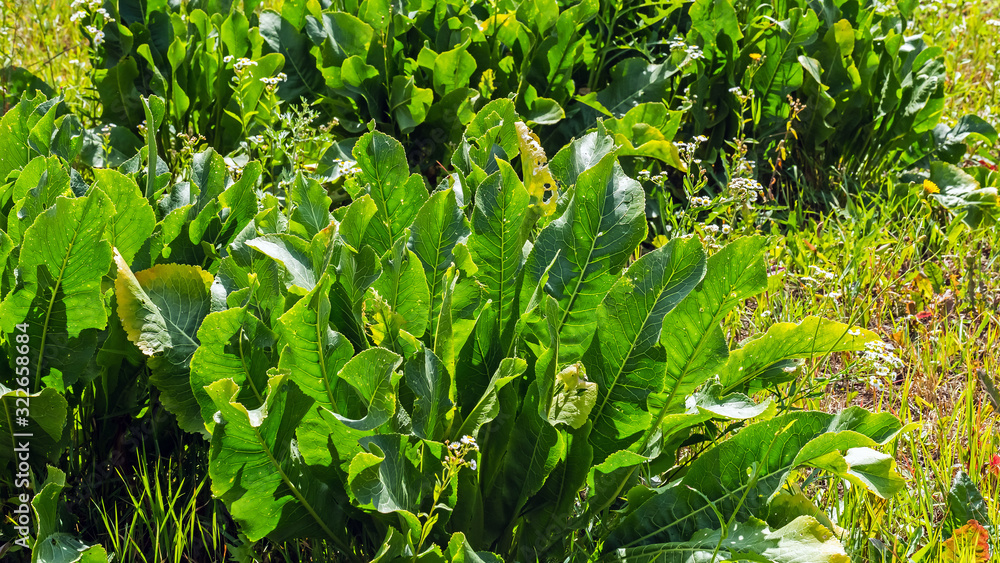 Obraz premium Horseradish in the garden