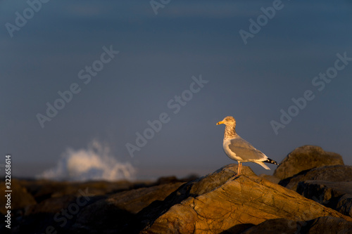 Herring Gull perched on a jetty rock glowing in the early morning sunlight with a dark blue sky background and crashing waves.