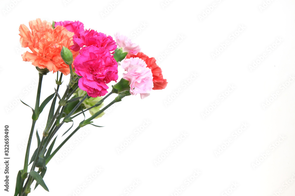 カーネーションの花束 カーネーションの花束