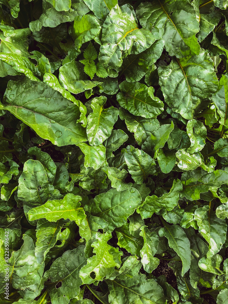 Lechuga orgánica de huerto urbano