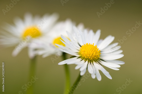 Fleur de p  querette