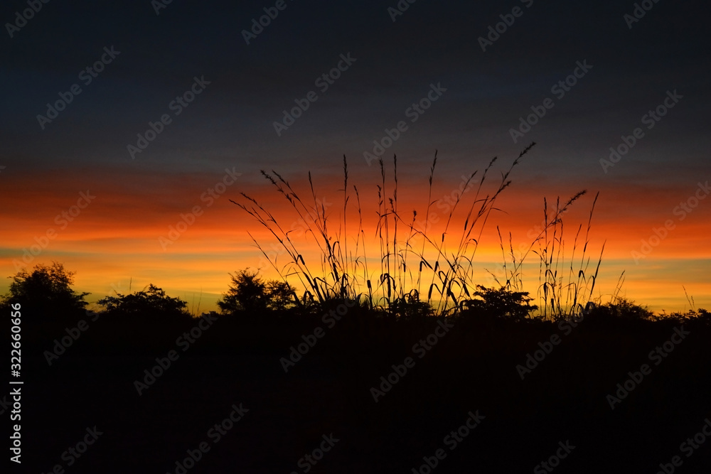 Tall grass at sunset near Botswana National Park. Contrast with red and orange sky, clouds.