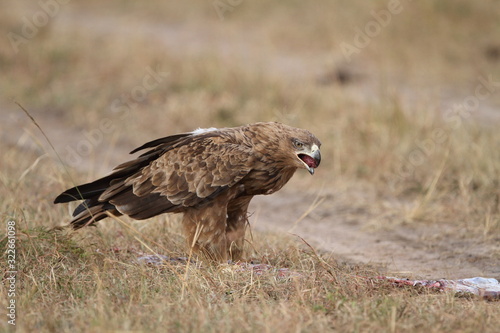 Tawny eagle in the wilderness of Africa