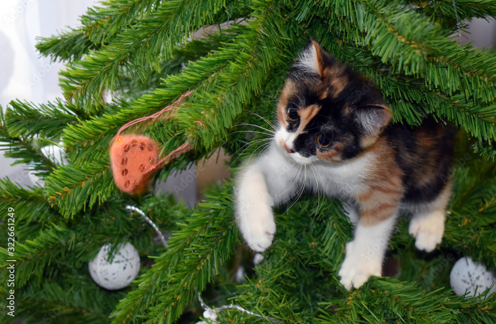Obraz premium the cat climbed the tree