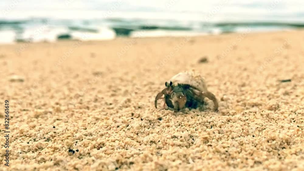 Hermit crab walking on a beach closeup Hermit crab walking on a beach closeup