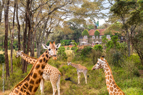 Quadro su tela Giraffe Manor