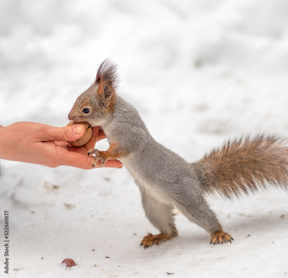 Fototapeta premium Girl feeds a squirrel with nuts at winter