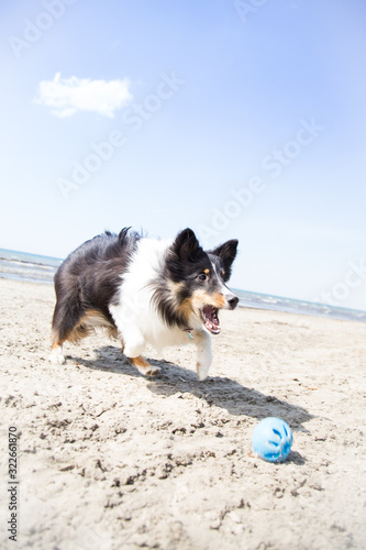 Black Dog Chasing Ball on Beach photo