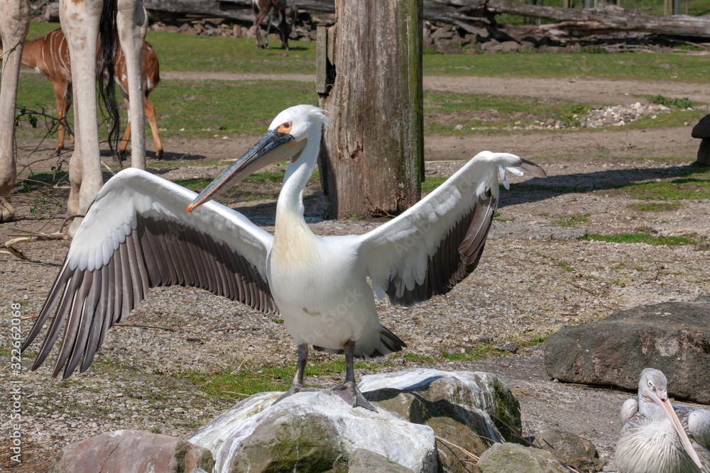 Obraz premium pelikan