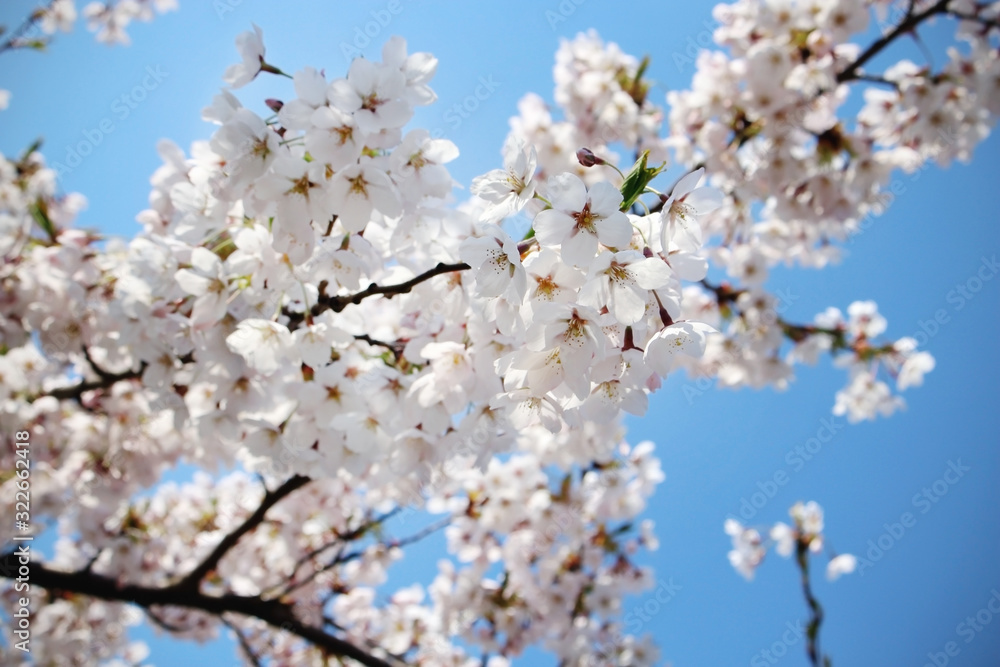 White japanese cherry blossoms on blue sky background