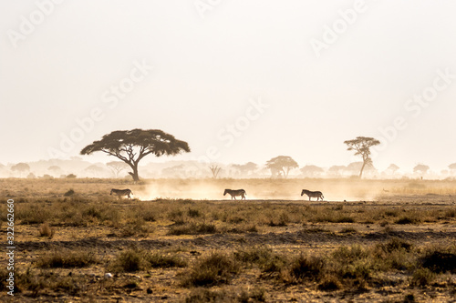 Zebra in Amboseli Dust photo