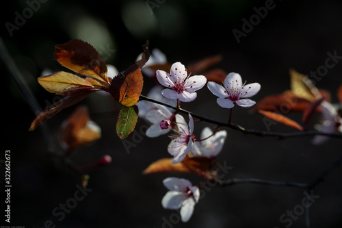 Pink blossom sakura flowers on a spring day in the black background. Cherry evening sunset