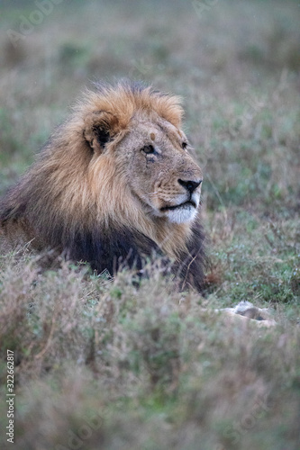 close up of lying lion