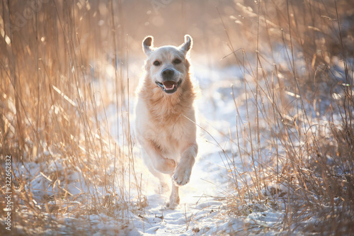 Happy doggo photo