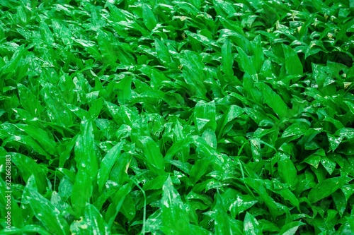Wild garlic bear garlic park forest after rain