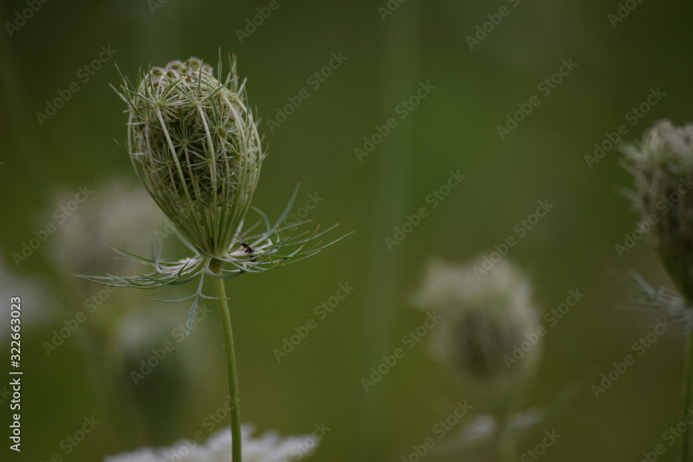 Sommerwiese mit wilder Möhre, vor grünem Hintergrund, an einem etwas trüben Tag. Sommerwiese mit wilder Möhre, vor grünem Hintergrund, an einem etwas trüben Tag.