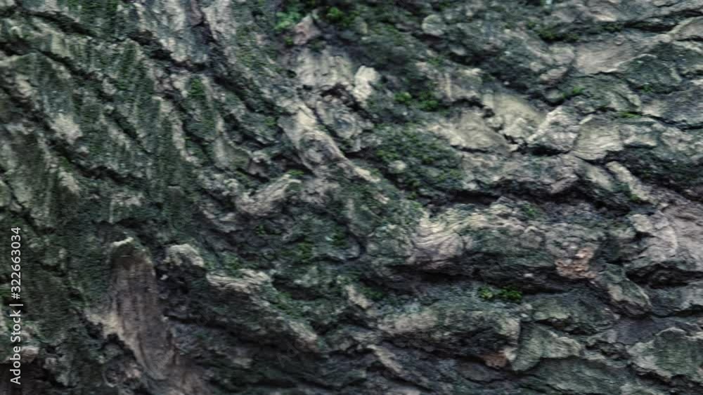 The texture of the bark of old chestnut tree CloseUp. deep cracks can be seen on the bark. The texture of the bark of old chestnut tree CloseUp. deep cracks can be seen on the bark.
