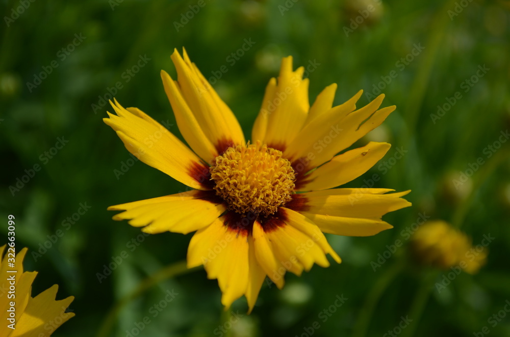 Obraz premium Yellow Coreopsis flower closeup