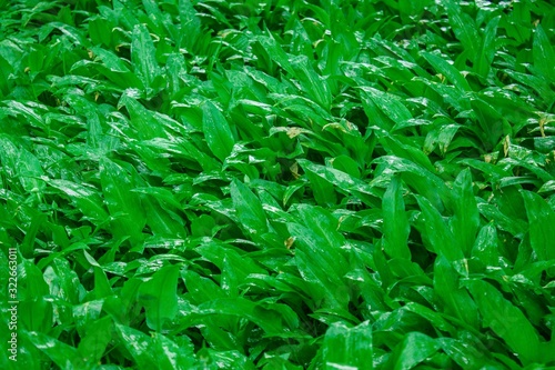 Wild garlic bear garlic park forest after rain