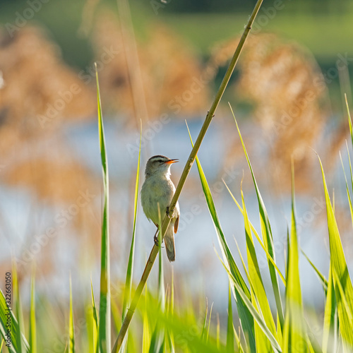 The sedge warbler (Acrocephalus schoenobaenus) is an Old World warbler in the genus Acrocephalus.