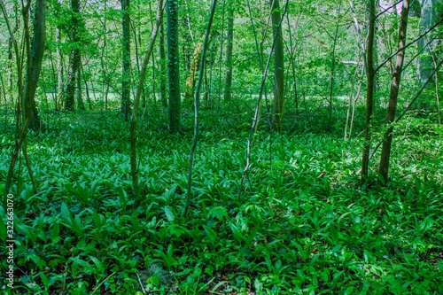 Wild garlic bear garlic park forest after rain
