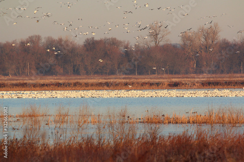 Nature at it best with migrating Snow Geese