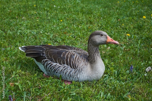Wild goose sitting on bright green grass.