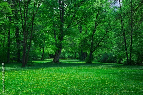 Spring green city park forest landscape yellow flowers