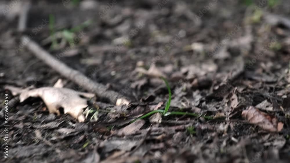 Rare sprouts of young green grass break through the fallen foliage in the spring in the park Rare sprouts of young green grass break through the fallen foliage in the spring in the park