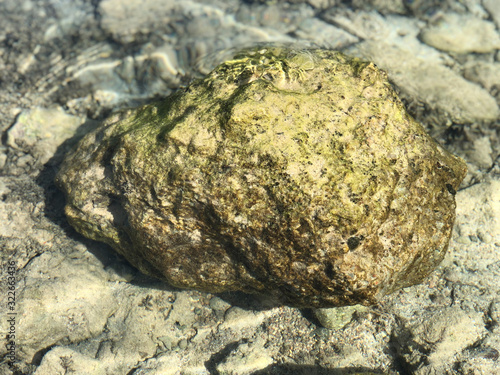 Stone with algae in the clear water. Tropical Sea bottom