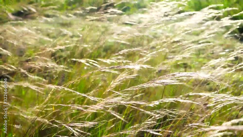 Wild grass in blowing in the wind at sunset