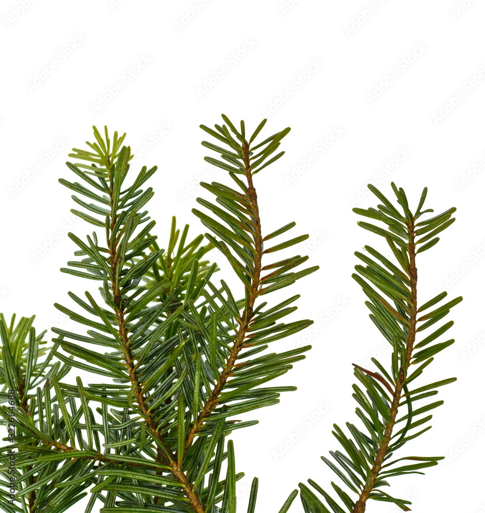 Fir tree branch isolated on white background. Pine branch. Christmas background. Twig of Christmas tree, element for decoration of Christmas decor branch of green spruce. Pine branch isolate on white Fir tree branch isolated on white background. Pine branch. Christmas background. Twig of Christmas tree, element for decoration of Christmas decor branch of green spruce. Pine branch isolate on white