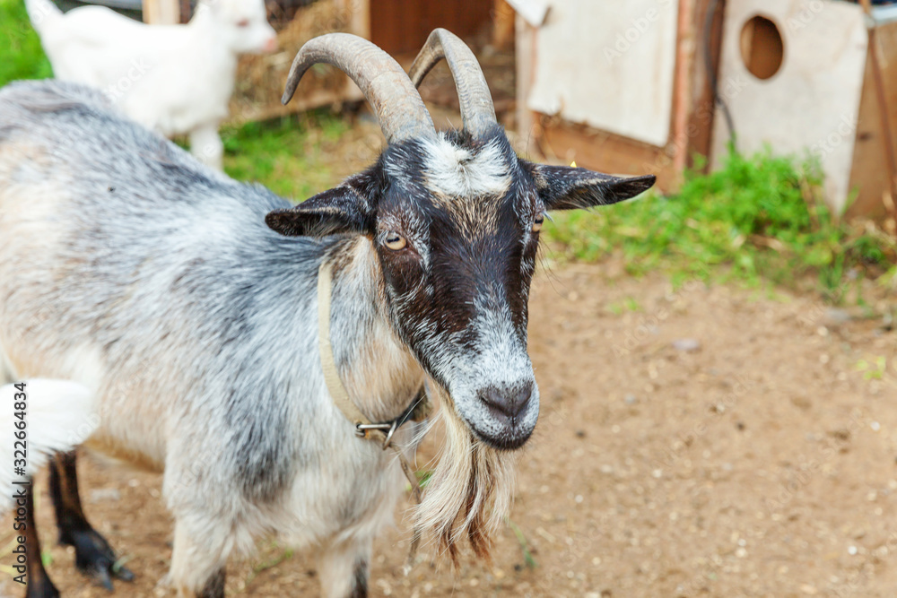 Cute chick goat relaxing in ranch farm in summer day. Domestic goats grazing in pasture and chewing, countryside background. Goat in natural eco farm growing to give milk and cheese. Cute chick goat relaxing in ranch farm in summer day. Domestic goats grazing in pasture and chewing, countryside background. Goat in natural eco farm growing to give milk and cheese.