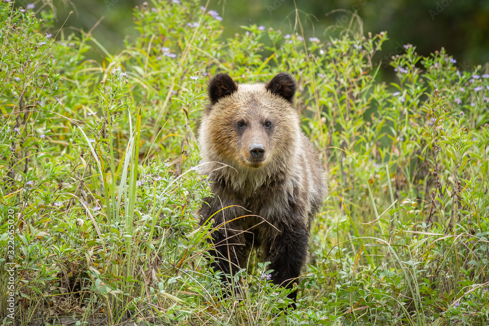 Obraz premium wild grizzly bear cub