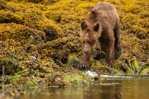 wild grizzly bear of the coast