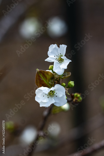 White flowers during a pear tree's first bloom.