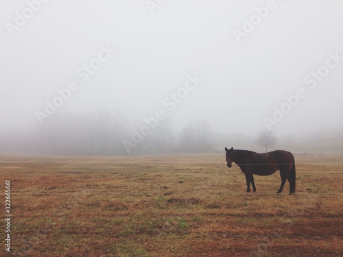 Horse in fog © Ally