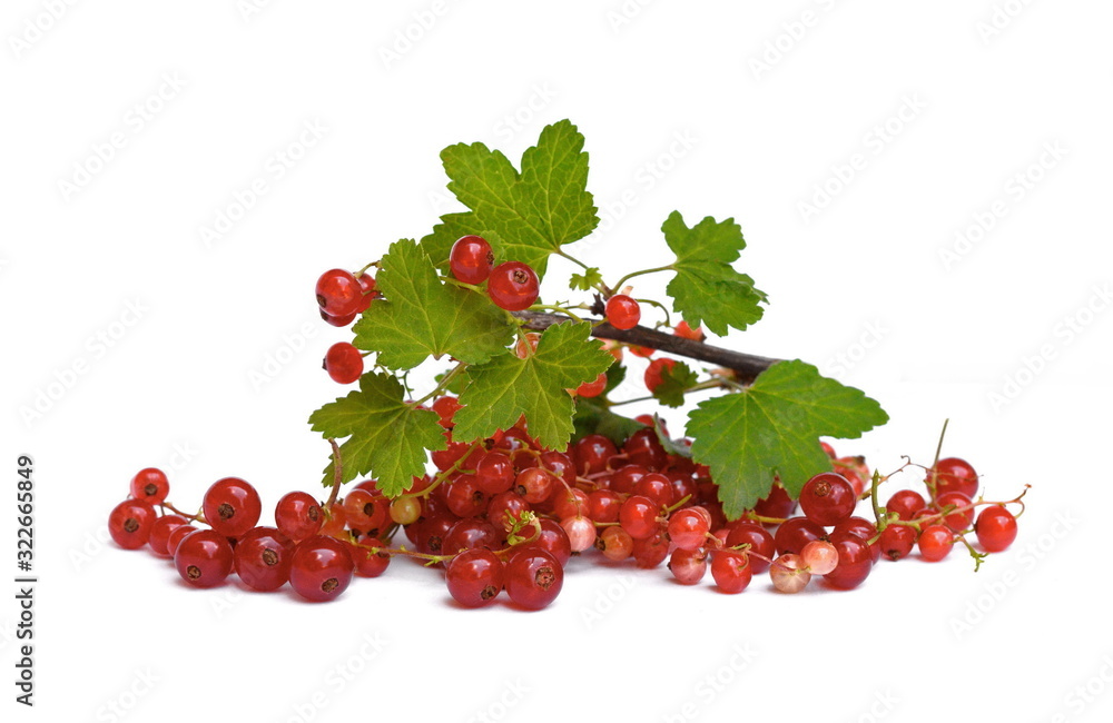 Branch of red currant isolated on white background. Bunch of red currant with leaves. Branch of red currant isolated on white background. Bunch of red currant with leaves.