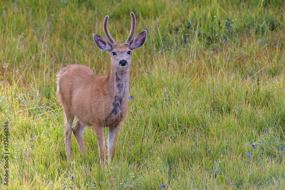 Wild Deer on the High Plains of Colorado Wild Deer on the High Plains of Colorado