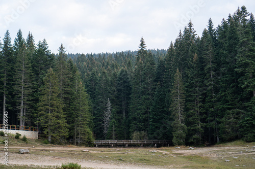 Small wooden bridge surrounded by coniferous forest