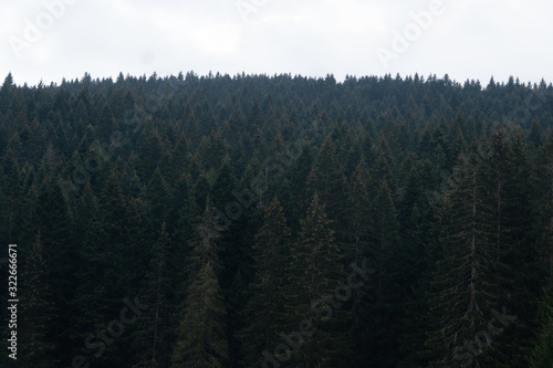 Dark coniferous forest. Tops of conifers in a dense forest