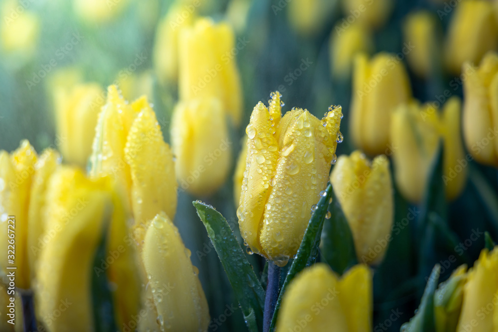 Fototapeta premium Beautiful bouquet of tulips. colorful tulips. nature background